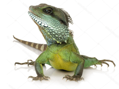 camilon